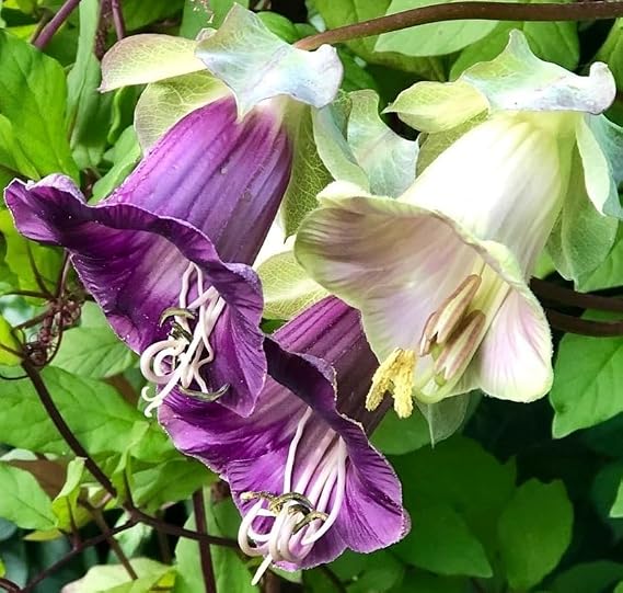 20+ Seeds Cathedral Bells Mix Cobea - Flower Multicolor