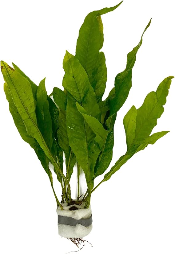 Java, Microsorum Pteropus, perch, hardy, aquatic plants, aquariums