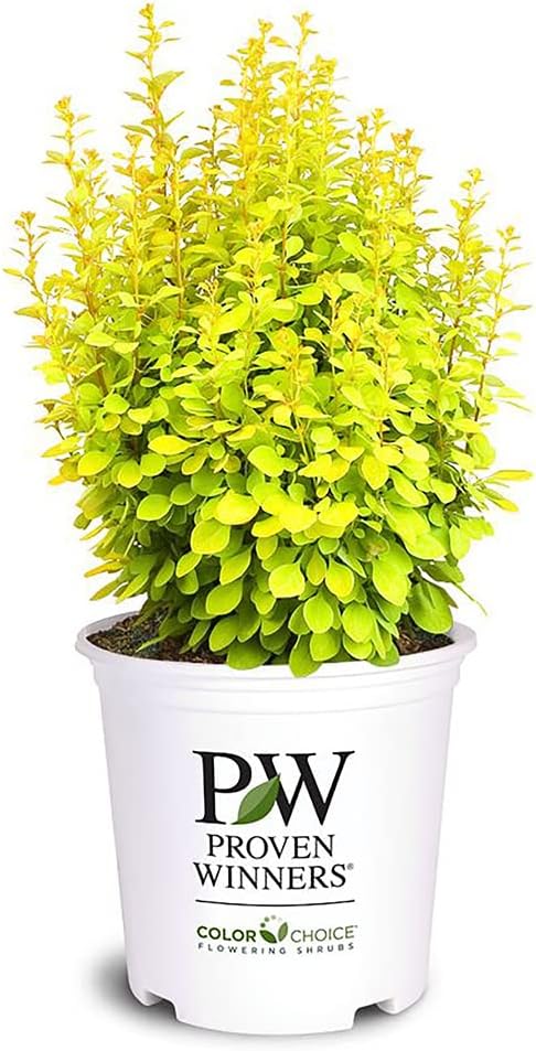 Proven Winners 2 Gal. Sunjoy Gold Pillar Barberry Shrub