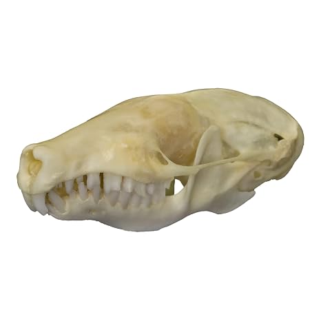 Skulls Unlimited Real Eastern Mole Skull Model Animals Specimen for Science Education A Quality