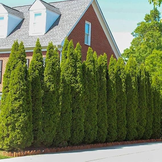 Brighter Blooms - Emerald Green Arborvitae, 3-4 ft. - No Shipping to AK, AZ, HI, OR