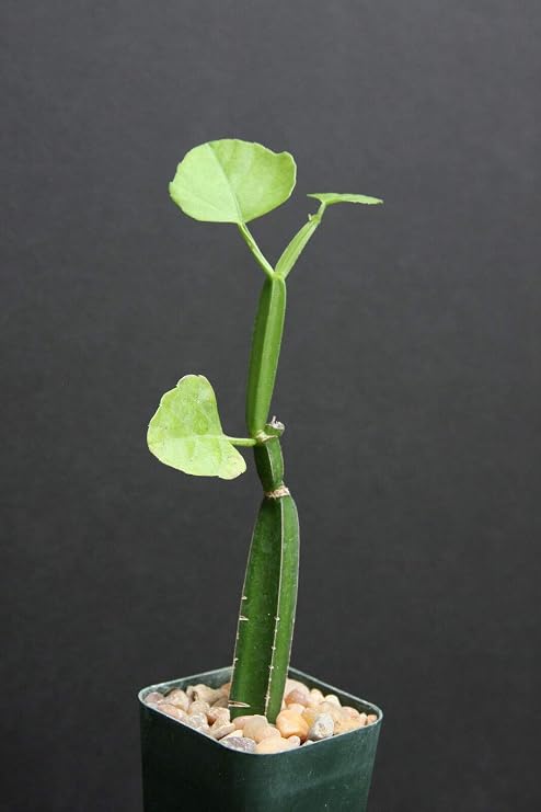 Cissus quadrangularis Exotic Rare Succulent Plant Vine Climber Square stem 2" Pot, Succulent, Cactus, (TJ) for Gardening and Planting