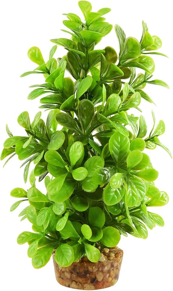 Underwater Treasures Moneywort Tree - 8"