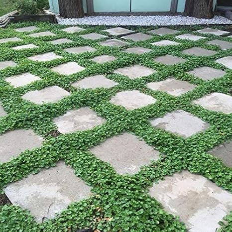 Dona Dayanıklı Dichondra Repens Fare Kulağı Tohumu(100 gram)