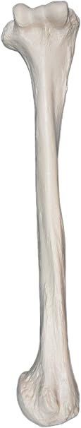 hBARSCI Humerus Bone Model - Right - Anatomically Accurate Human Humerus Bone Replica