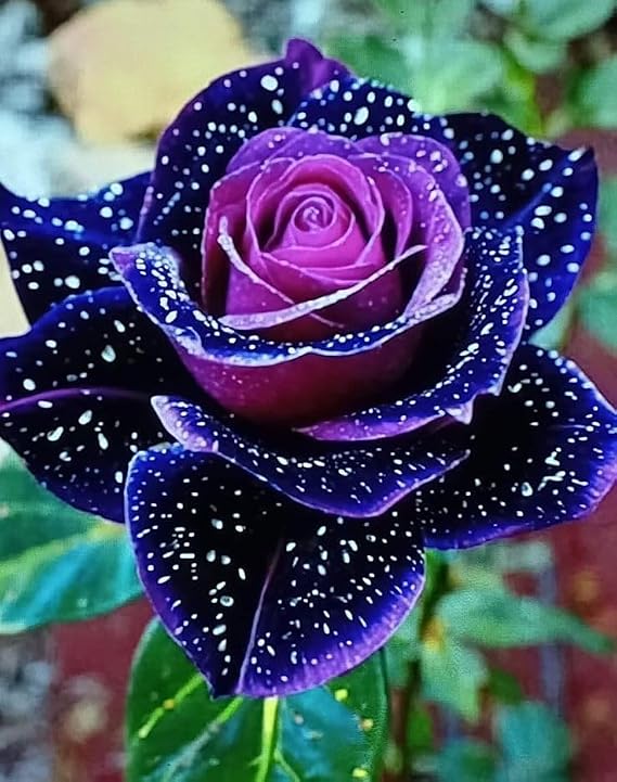 Harvested Rare Rose Plant - Hardy Perennial Rose Shrub - Richly Fragrant - Suitable for Potted and Ground Planting - Beautiful Garden Landscaping/that Grow Fast/Golden Jade Carving-2 Root-D