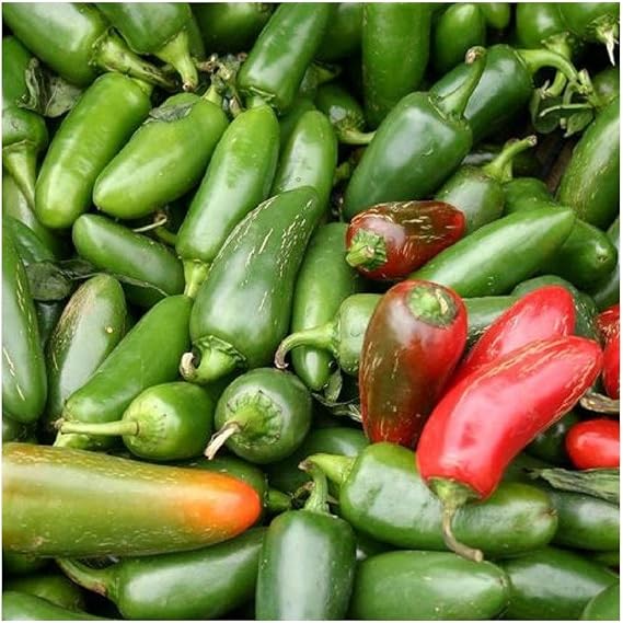 PREMIER SEEDS DIRECT - HOT Chilli Pepper - Jalapeno M - 25 Finest Seeds