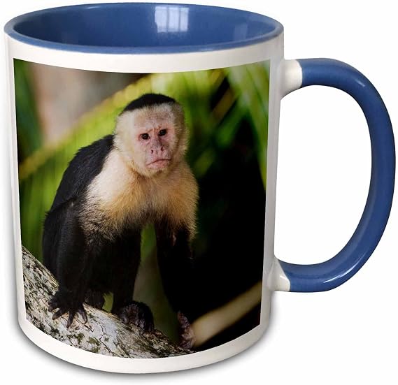 3dRose White-Faced Capuchin Monkey, Costa Rica 11oz Two-Tone Blue Mug