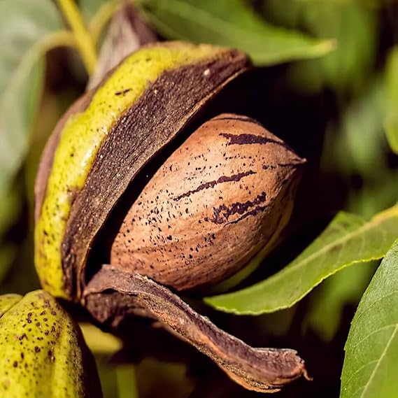 HPGS 5 Seeds - Northern Sweet Pecan Tree Seeds/Nuts | Carya illinoinensis Hardy-Zone 5 Edible