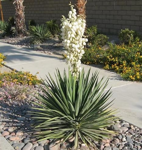 10 Yucca Plant Seeds