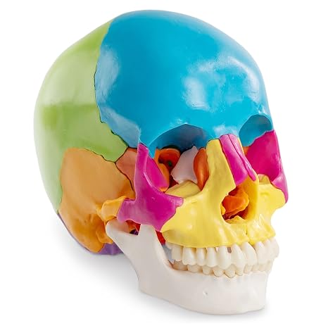 Human Skull Model Disarticulated、22パーツ等身大解剖学的Beaucheneスカルモデル医学教育学習、学生学習教育ディスプレイ