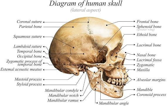 Human Skull Diagram Anatomy Educational Chart Cool Wall Art Print Poster 36x24