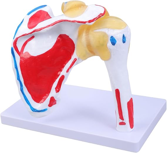 Anatomical Human Shoulder Joint with Muscles Nerves Structure Muscled Shoulder Joint Anatomy Model Classroom Teaching Model