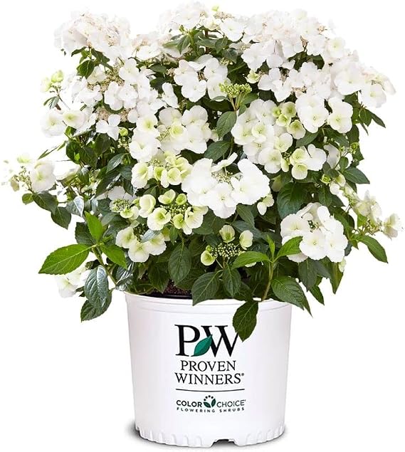 Proven Winners 2 Gal. Fairytrail Bride Hydrangea Shrub