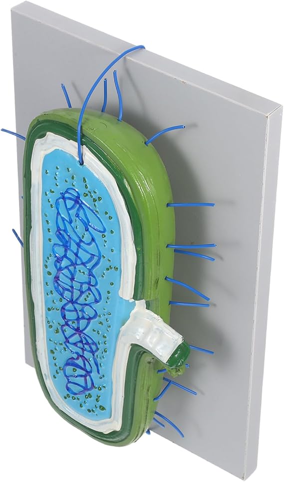 Enlarged Cell Nucleus Model for Biology Teaching Cell Structure Demonstration Kit for Classroom Use