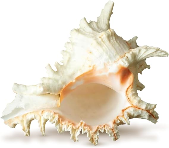 Nautical Crush Trading Conch Shell Decor - Seashell Decor - 7-9" Large Murex Ramosus Sea Shell - Shells for Decoration - Large Seashells for Crafts - Magic Conch Shell Room