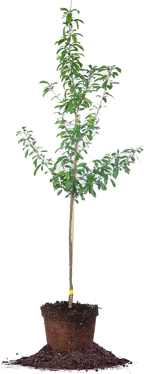 Perfect Plants Bruce Plum Tree 4-5 ft. Tall Steady Producer of Delicious Fruit Easy Care, Bright White Flowers