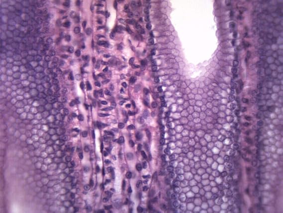 EISCO - Simple Cuboidal Epithelium - Prepared Microscope Slide - 75 x 25mm - Biology & Microscopy
