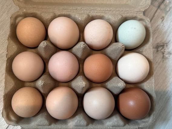 12 Chicken Hatching Eggs by (Musa Meadows) Rare breed Pack