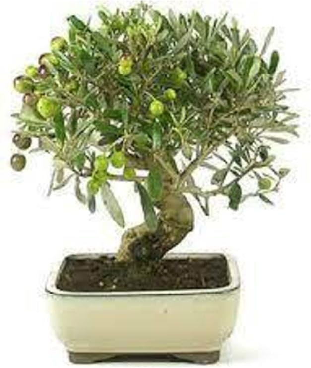 3 Adet Bonsai Zeytin Ağacı Tohumu