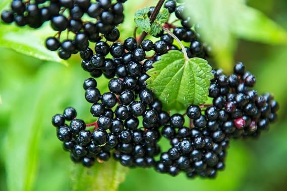 2 Fresh Black Bearing Elderberry Cuttings to Grow - Grow 2 Elderberry Plants