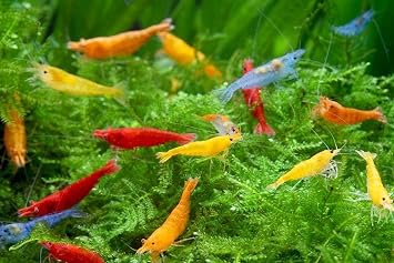 Swimming CreaturesTM 10 Mixed Color Standard Grade Neocaridina Freshwater Aquarium Shrimp Live