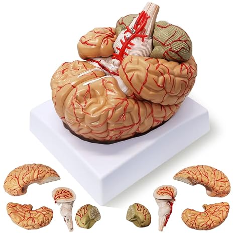 HADWYN Life Size Anatomy Human Brain Model,9-Part Model of Brain w/Labels