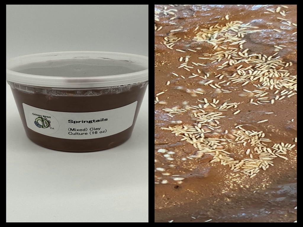 Live Springtails, Clay Culture 16 oz, for AmphibianReptileInvertebrate Bioactive Habitats, by Critters Direct