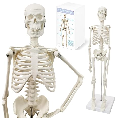 HADWYN Full Body 17.7" High Human Body Skeleton Model for Anatomy
