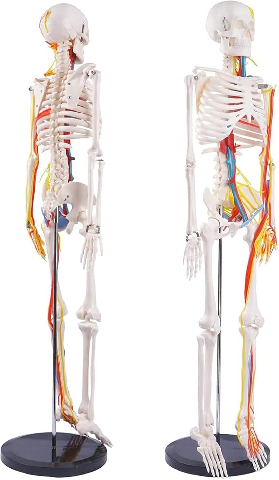85cm Human Skeleton Model for Anatomy with Metal Stand - 33.4inches Mini Human Skeleton Model with Removable Arms and Legs Scientific