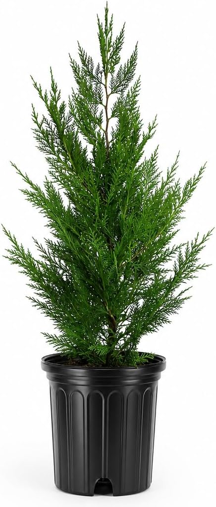 Murray Cypress | 1 Large Trade Gallon Size Tree | Cupressocyparis leylandii Murray | Fast Growing Evergreen | Privacy Screen Landscape Plants