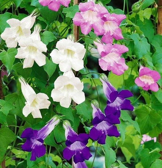 10+ Seeds Asarina Trailing Snapdragon - Flower Multicolor