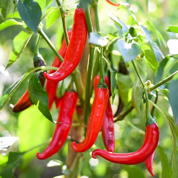 Cayenne Chili Pepper Seeds - Spicy Red Chili Quality Heirloom Seed