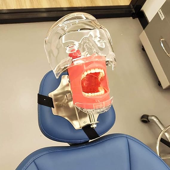 Teaching Model,Dental Teaching Head Model Training Simulator lab Dental Phantom Head Plastic Educational Teeth Model Manikin Head Models Fix on Table Style