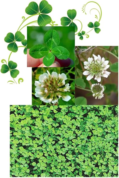 Micro Clover Seed (White) - Premium Lawn and Ground Cover or New areasSeed Habitat for pollinators 3000 Seeds