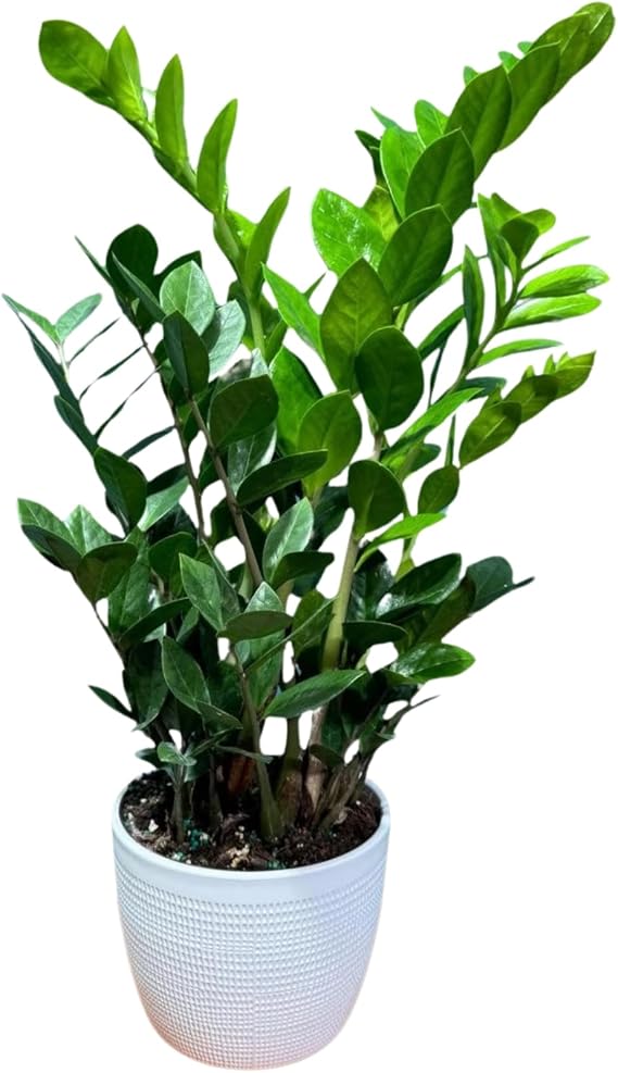 PLANTVERS Green ZZ Plant Zamioculcas Zamiifolia | Hardy Tropical Foliage with Upright Glossy Leaves | Low-Light Tolerant & Easy Care for Home or Office Display (6" Grow Pot)
