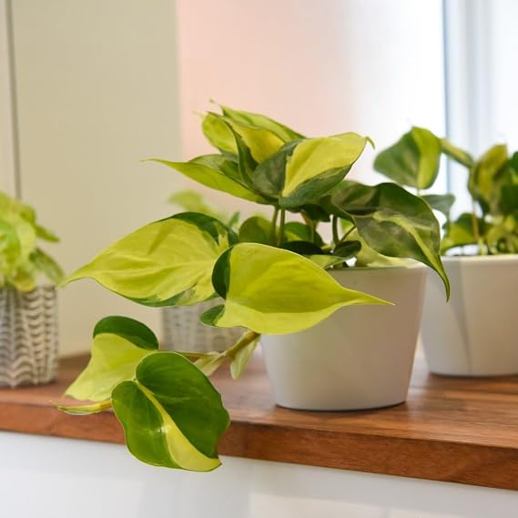Philodendron Scandens Brasil - Fast-Growing, Variegated Heart-Shaped Leaves, Ideal for Hanging Baskets & Indoor Decor, Easy-Care Houseplant for Beginners - 1x 10cm Pot by Thompson and Morgan