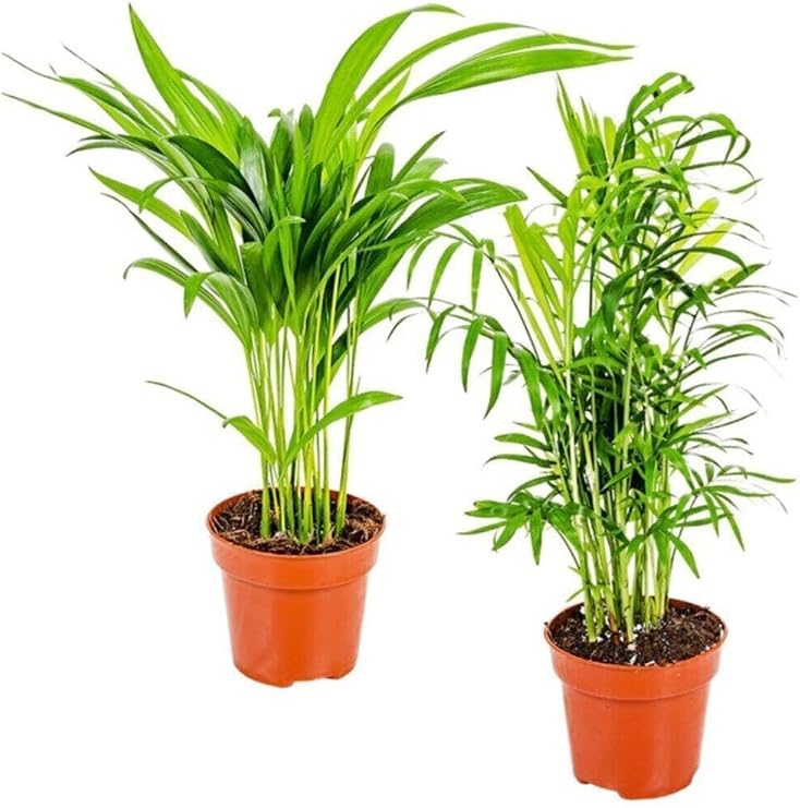 Areka & Dağ Palmiyesi Set, 2 Adet Mini İç Mekan Palmiye Bitki Seti, 30 cm