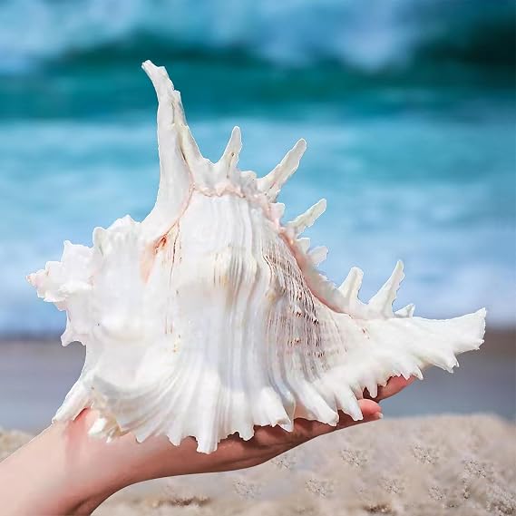 Natural Shells Natural Shells Scallops Large Natural Shells Large Shells for Crafts Decorative Shells 16-18 cm Large Shells for Decorating (16-18 cm)