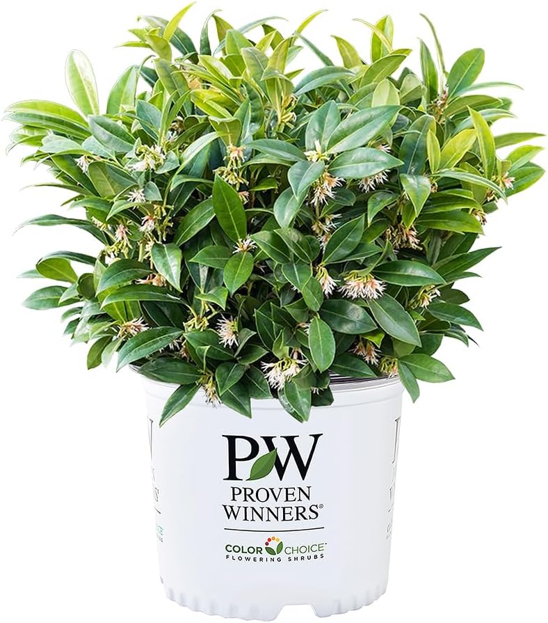 2 Gal. Proven Winners Sweet & Low Sweet Box Shrub