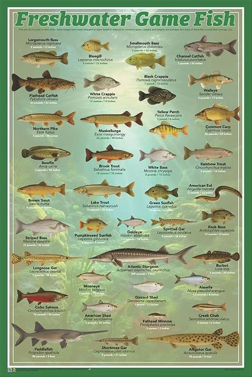 Scorpio Posters Fresh Water Game Fish Poster - 24 x 36
