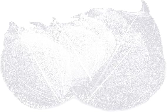 36pcs Natural Skeleton Leaf Natural Scrapbook Leaf Hollow Dry Leaves Decorative Skeleton Leaf for Craft Card Scrapbook