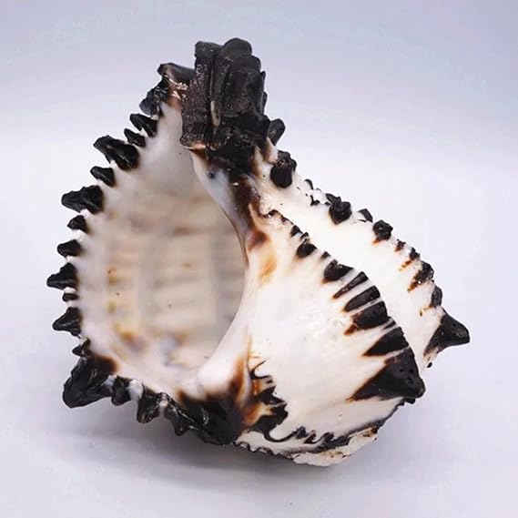 Sea Shells for Crafting,1Pcs 10-12 cm Large Conch Shell Black Zebra Murex Black Bone Snail Fish Tank Landscaping Home Decoration Gifts Specimen