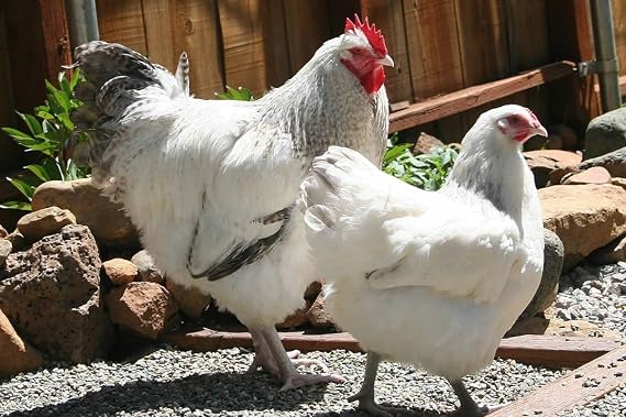 Live Hatching eggs, barn yard mix, Barred Rock, leghorn, black and red sexlink, many buff bantams, Americana, and bearded silkies.