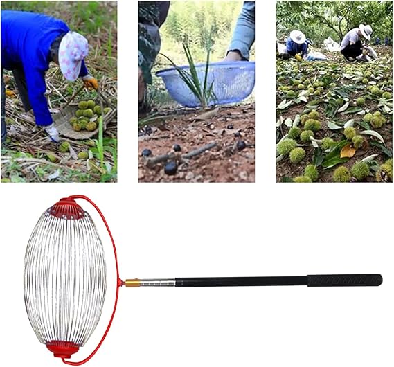 Nut Picker Tool, Telescopic Garden Nut Gatherer, Apple Collector Roller Efficient Multifunction Large Capacity, Easy To Pick And Empty For Acorns Walnut Hickory Golf (A)