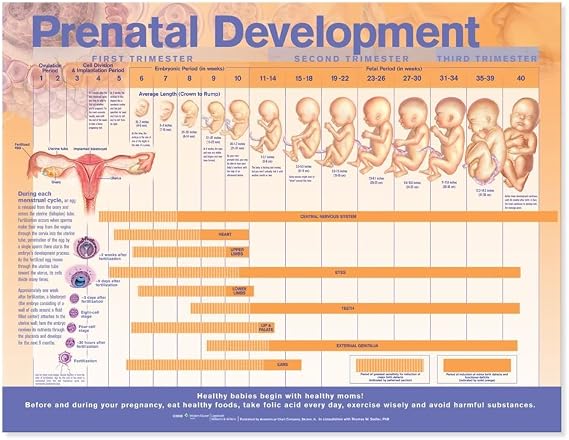 Prenatal Development Anatomical Chart