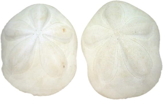 US Shell, 2 Piece, Seabiscuit Sea Shells