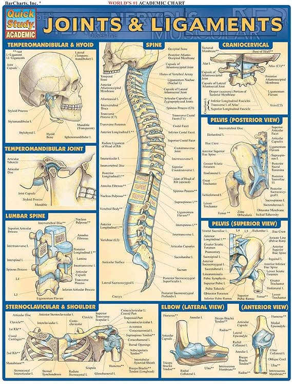 Joints & Ligaments QuickStudy Laminated Reference Chartce (QuickStudy Academic)