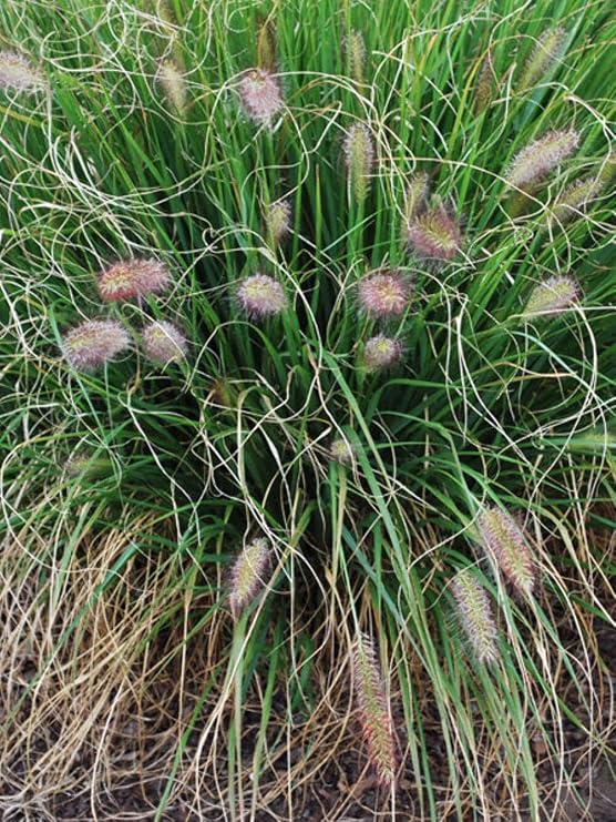 Pennisetum alop. 'Cassian' (Fountain) Ornamental Grass, Size-#2 Container, Green Leaves Tinged with Red