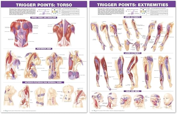 Trigger Point Chart Set Torso and Extremities 2nd Edition Laminated